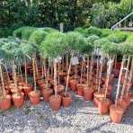 Borovica čierna (Pinus nigra) ´MARIE BREGEON´® – výška 90-100 cm, kont. C5L  - NA KMIENKU